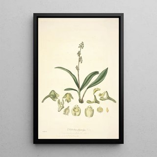 John Lindley - Collectanea botanica Pl20.webp