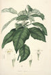 Collectanea botanica Pl21 - John Lindley — weergave van het kunstwerk