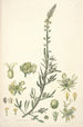 Collectanea botanica Pl22 - John Lindley — weergave van het kunstwerk