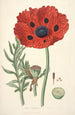 Collectanea botanica Pl23 - John Lindley — weergave van het kunstwerk