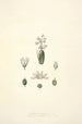Collectanea botanica Pl24 - John Lindley — weergave van het kunstwerk