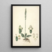 Collectanea botanica Pl25 - John Lindley — ingelijst kunstwerk aan de muur
