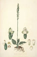 Collectanea botanica Pl25 - John Lindley — weergave van het kunstwerk