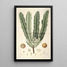 Collectanea botanica Pl26 - John Lindley — ingelijst kunstwerk aan de muur