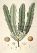 Collectanea botanica Pl26 - John Lindley — weergave van het kunstwerk