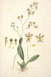 Collectanea botanica Pl27 - John Lindley — weergave van het kunstwerk