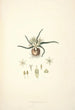 Collectanea botanica Pl28 - John Lindley — weergave van het kunstwerk