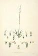 Collectanea botanica Pl30 - John Lindley — artwork view