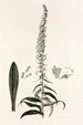 Collectanea botanica Pl35 - John Lindley — weergave van het kunstwerk