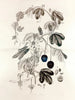 Collectanea botanica Pl. 36 - John Lindley — weergave van het kunstwerk