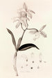 Collectanea botanica Pl37 - John Lindley — weergave van het kunstwerk
