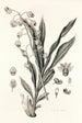 Collectanea botanica Pl40 - John Lindley — weergave van het kunstwerk