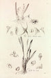 Collectanea botanica Pl41 - John Lindley — weergave van het kunstwerk