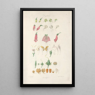 John Lindley - Digitalium monographia Pl01.webp