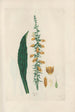 Digitalium monographia Pl09 - John Lindley — artwork view