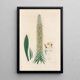 John Lindley - Digitalium monographia Pl14.webp