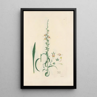 John Lindley - Digitalium monographia Pl16.webp