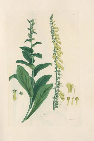 John Lindley - Digitalium monographia Pl21.webp