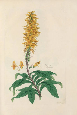 John Lindley - Digitalium monographia Pl27.webp