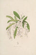 Sertum orchidaceum Une couronne des plus belles fleurs orchidées Pl02 - John Lindley — weergave van het kunstwerk