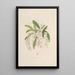 Sertum orchidaceum Une couronne des plus belles fleurs orchidées Pl02 - John Lindley — ingelijst kunstwerk aan de muur