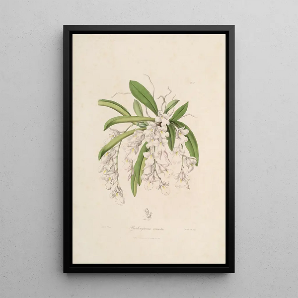 John Lindley - Sertum orchidaceum A wreath of the most beautiful orchidaceous flowers Pl02.webp
