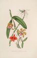 Sertum orchidaceum Une couronne des plus belles fleurs orchidées Pl05 - John Lindley | Reproduction — weergave van het kunstwerk