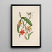 Sertum orchidaceum Une couronne des plus belles fleurs orchidées Pl05 - John Lindley | Reproduction — ingelijst kunstwerk aan de muur