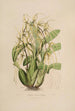Sertum orchidaceum Une couronne des plus belles fleurs orchidées Pl06 - John Lindley — weergave van het kunstwerk