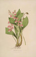 Sertum orchidaceum Une couronne des plus belles fleurs orchidées Pl09 - John Lindley — weergave van het kunstwerk