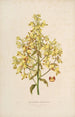 Sertum orchidaceum Une couronne des plus belles fleurs orchidées Pl12 - John Lindley — weergave van het kunstwerk