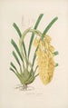 Sertum orchidaceum Une couronne des plus belles fleurs orchidées Pl14 - John Lindley | Reproduction — weergave van het kunstwerk