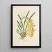 Sertum orchidaceum Une couronne des plus belles fleurs orchidées Pl14 - John Lindley | Reproduction — ingelijst kunstwerk aan de muur