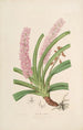 Sertum orchidaceum Une couronne des plus belles fleurs orchidées Pl15 - John Lindley | Reproduction — weergave van het kunstwerk