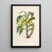 Sertum orchidaceum Une couronne des plus belles fleurs orchidées Pl16 - John Lindley — ingelijst kunstwerk aan de muur