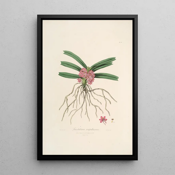 John Lindley - Sertum orchidaceum A wreath of the most beautiful orchidaceous flowers Pl17.webp