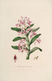 Sertum orchidaceum Une couronne des plus belles fleurs orchidées Pl18 - John Lindley — weergave van het kunstwerk