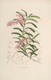 Sertum orchidaceum Une couronne des plus belles fleurs orchidées Pl19 - John Lindley — weergave van het kunstwerk
