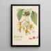 Sertum orchidaceum Une couronne des plus belles fleurs orchidées Pl20 - John Lindley — ingelijst kunstwerk aan de muur