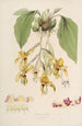 Sertum orchidaceum Une couronne des plus belles fleurs orchidées Pl20 - John Lindley — weergave van het kunstwerk