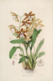 Sertum orchidaceum Une couronne des plus belles fleurs orchidées Pl21 - John Lindley — weergave van het kunstwerk