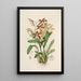 Sertum orchidaceum Une couronne des plus belles fleurs orchidées Pl21 - John Lindley — ingelijst kunstwerk aan de muur
