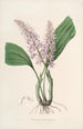 Sertum orchidaceum Une couronne des plus belles fleurs orchidées Pl24 - John Lindley — weergave van het kunstwerk