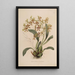 Sertum orchidaceum Une couronne des plus belles fleurs orchidées Pl25 - John Lindley | Reproduction — ingelijst kunstwerk aan de muur