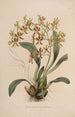 Sertum orchidaceum Une couronne des plus belles fleurs orchidées Pl25 - John Lindley | Reproduction — weergave van het kunstwerk
