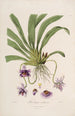Sertum orchidaceum Une couronne des plus belles fleurs orchidées Pl26 - John Lindley — weergave van het kunstwerk