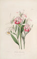 Sertum orchidaceum Une couronne des plus belles fleurs orchidées Pl29 - John Lindley — weergave van het kunstwerk