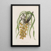Sertum orchidaceum Une couronne des plus belles fleurs orchidées Pl31 - John Lindley — ingelijst kunstwerk aan de muur