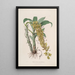 Sertum orchidaceum Une couronne des plus belles fleurs orchidées Pl33 - John Lindley — ingelijst kunstwerk aan de muur