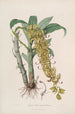 Sertum orchidaceum Une couronne des plus belles fleurs orchidées Pl33 - John Lindley — weergave van het kunstwerk